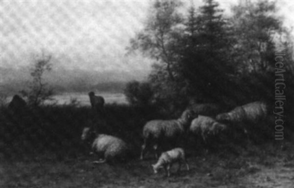 Sheep Grazing - view 1