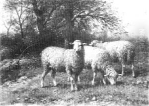 Grazing Sheep