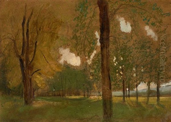 Effet De Lumiere Dans Un Sous-bois - view 1
