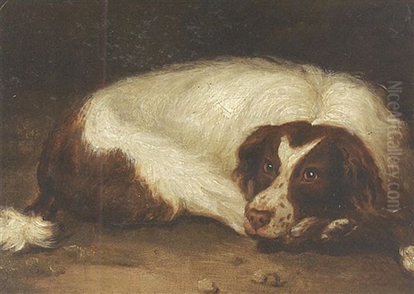 A Sporting Dog Lying Down - view 1