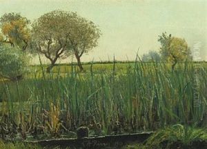 Meadow Meadow