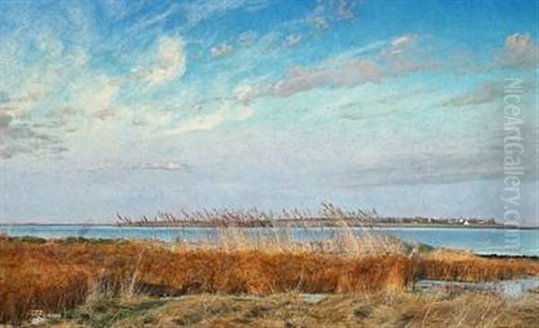 Roskilde Fjord, Vinter, Gule Og Brune Siv I Forgrunden - view 1