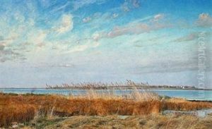 Roskilde Fjord, Vinter, Gule Og Brune Siv I Forgrunden