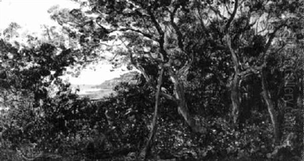 Rast In Waldlandschaft Am Meer - view 1