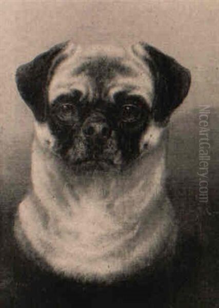 'pucy', A Pug - view 1
