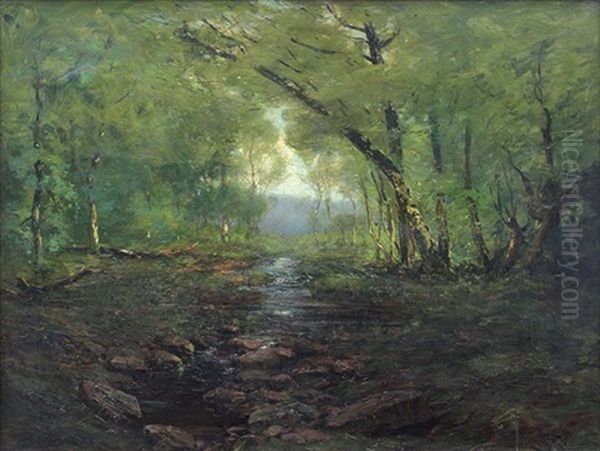 A Maine Forest - view 1