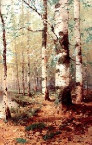 Birch Trees