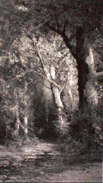 Wooded Path - view 1