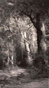 Wooded Path by Julian Walbridge Rix