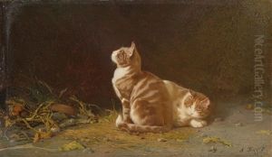 Zwei Katzen
