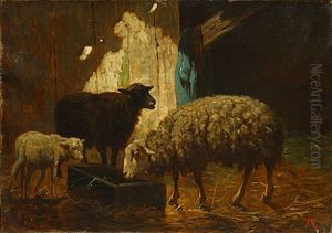 Schapen Schapen