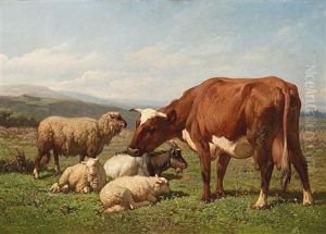 Vieh Auf Der Weide Vieh Auf Der Weide