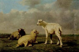 Schafe Auf Der Weide Schafe Auf Der Weide