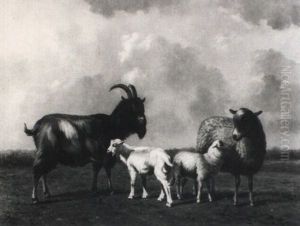 Schapen En Bok Schapen En Bok