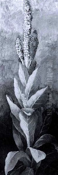 Plant With Yellow Blossoms - view 1