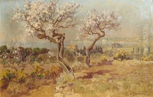 Amandiers En Fleurs A Rognac