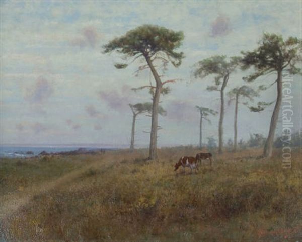 Cattle Grazing Among Monterey Cypress Trees - view 1