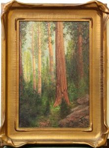 Redwoods