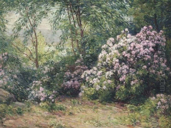 Mountain Laurel - view 1