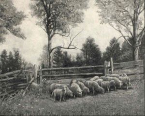Sheep Grazing Sheep Grazing