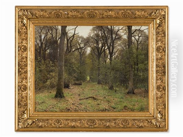 Rhineland Forest Paths - view 1
