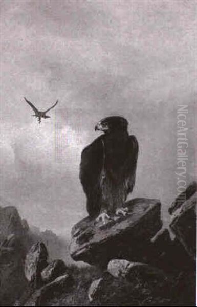 Steinadler Im Gebirge - view 1