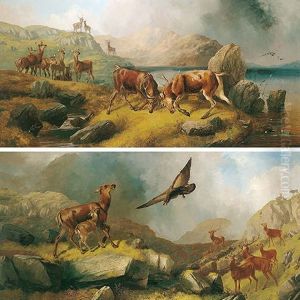 Stags Rutting Stags Rutting