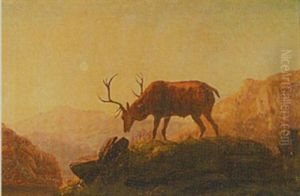 Stag On A Hillside At Dusk