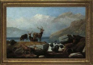 Red Deer By Water