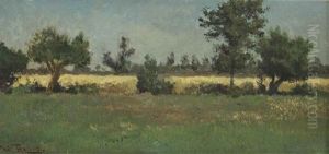 Trees Along A Hayfield
