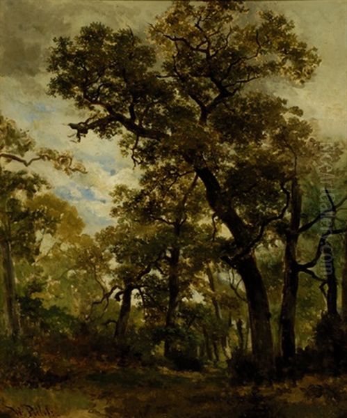 Woods Near Oosterbeek - view 1