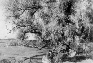 A Tree In A Landscape by Willem Roelofs