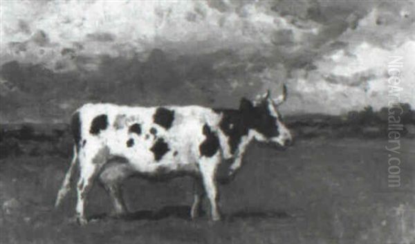 Zwartbonte Koe - view 1