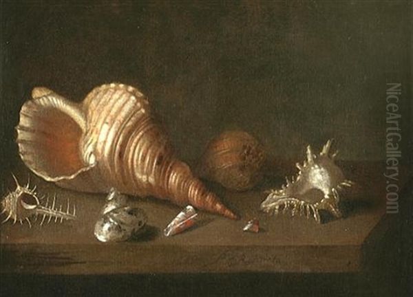 Still Life With Shells - view 1