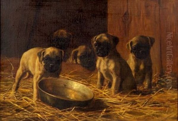 Five Pug Puppies - view 1