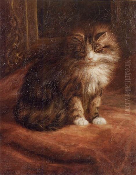 Sleepy Tabby - view 1