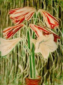 Amaryllis Amaryllis