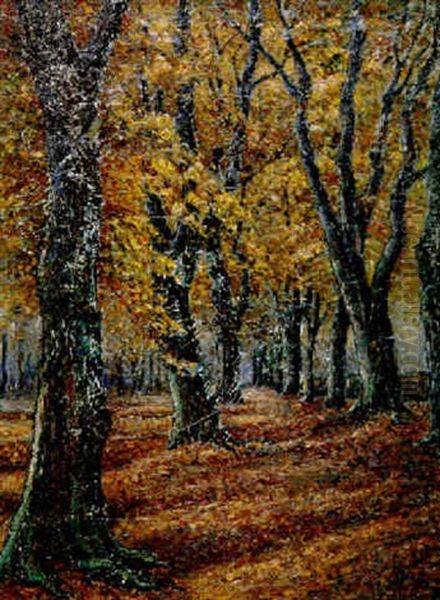 Herbstlicher Buchenwald Bei Weimar - view 1