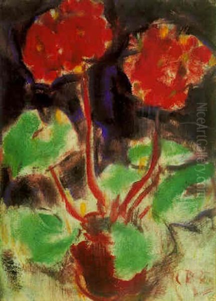 Rote Primel - view 1