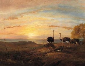 Strause In Kustenlandschaft Bei Sonnenuntergang