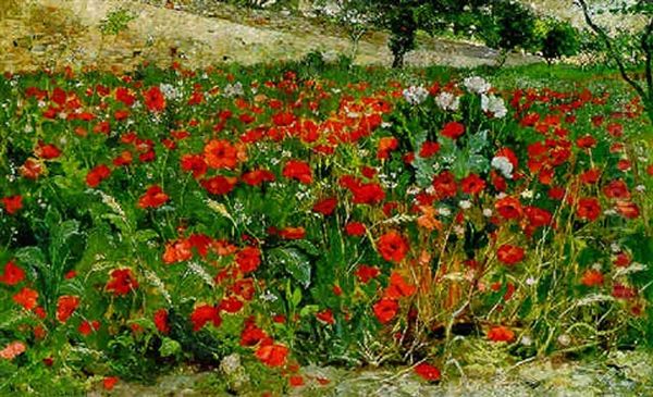 Field Of Poppies - view 1