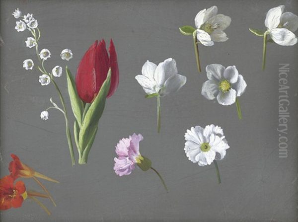 Studie Mit Kapuzinerkresse, Roter Tulpe Und Maiglockchen - view 1