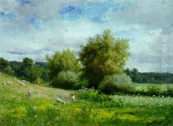 Sheep In A Pasture - view 1