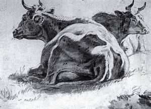 Two Cows In Repose