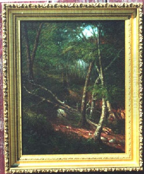 Mountain Path, Mt. Blue, Maine - view 1