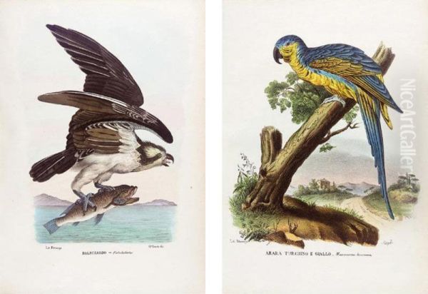 Boschi, . Atlante Zoologico Popolare Opera Compilata Sui Piu Recenti Lavori Di Zoologia Italiana E Stranieri. Naples: Raimon Petraroja, 1863-1879 - view 1