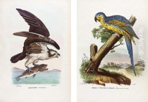 Boschi, . Atlante Zoologico Popolare Opera Compilata Sui Piu Recenti Lavori Di Zoologia Italiana E Stranieri. Naples: Raimon Petraroja, 1863-1879