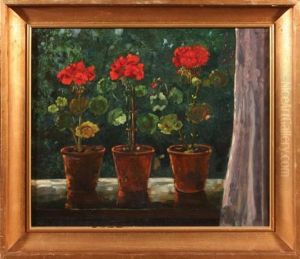 Pelargonie W Doniczkach