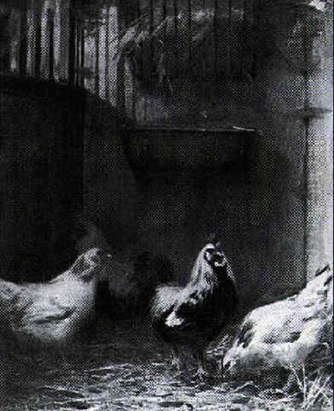 Rooster And Chickens - view 1