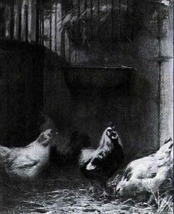 Rooster And Chickens by Percival Leonard Rosseau